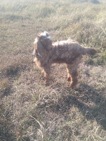 બકરા.  દેવાનો.  છે