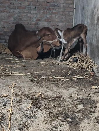 थंबनेल 2