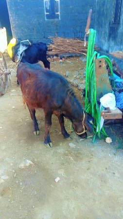 थंबनेल 2