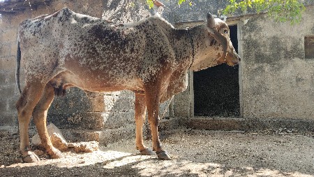 थंबनेल 2