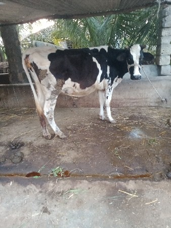 બી.આર.ગોહીલ