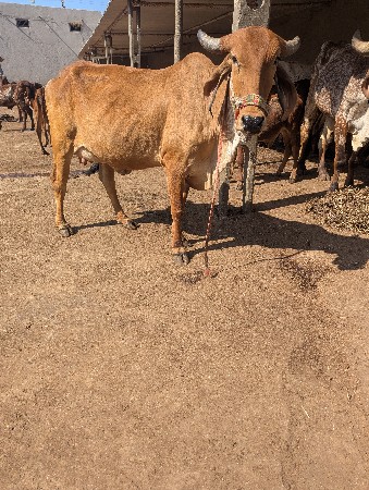 2 ગાયું વેચવાની છે