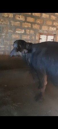 ભેંશ વેશવાની સે