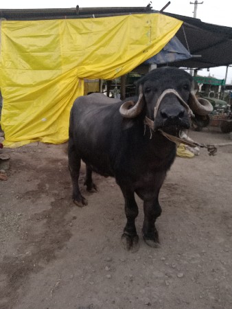 ભેંશ વેચવાની છે.