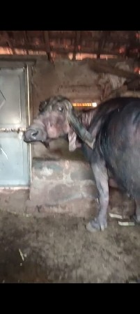 थंबनेल 3