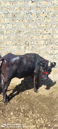 થંબનેલ 3