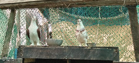 Aa joto vech vano chhe.