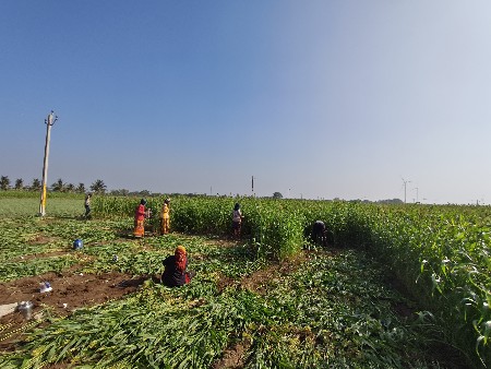 લીલી ગુદરી વેચવાની છે