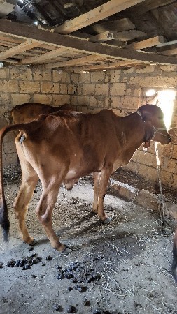 ગોથલો  સાલૂ છે