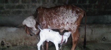 ગાય વેસવાની સે