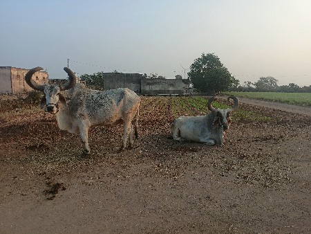 थंबनेल 2