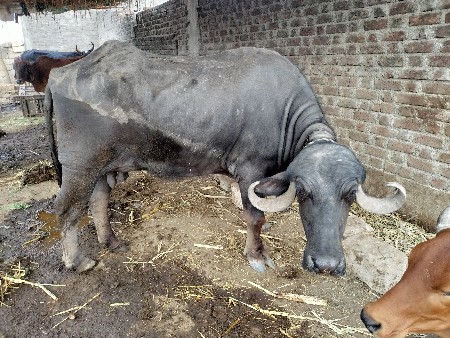 ભેંસ વેચવાની છે