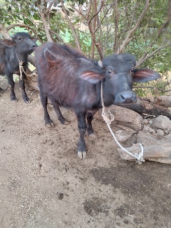 थंबनेल 2