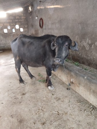 બે ખળેલી વેચવાની છે વેયાણલ સે