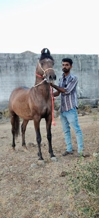 વચ્ચે રો વેચવાનો છે