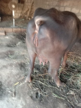 थंबनेल 3