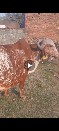 ઓરીજનલ ગીર કાબરી ગાય છે