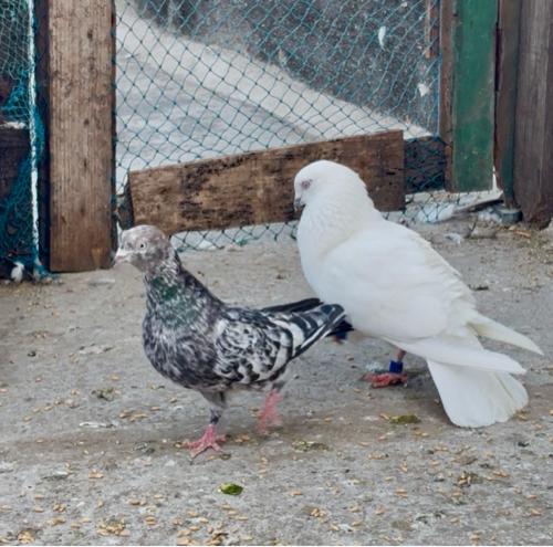 મોતિયો નર ખતંગ માદી