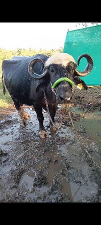 ત્રીજુ વેતર...15/20 દિવસની કાચી..