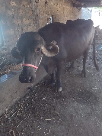 थंबनेल 2