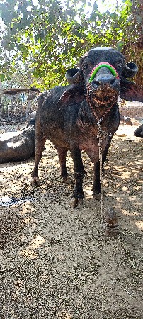 થંબનેલ 2