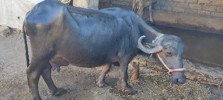 थंबनेल 3