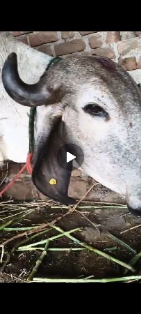 લીલડી પ્યોર ગીર ગાય છે