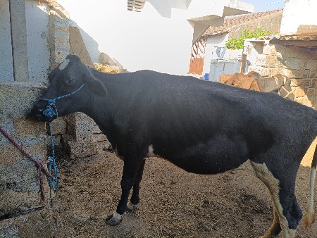 થંબનેલ 2