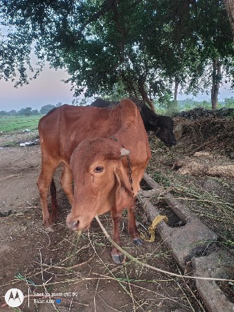 थंबनेल 3