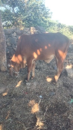 ગોઠલો વેચવાનો છે