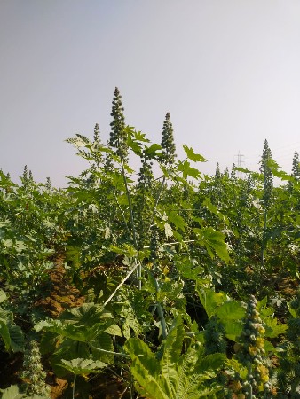 थंबनेल 2