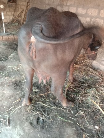 બંને ટાયમ દોવરાવી લેવા ની સુટ