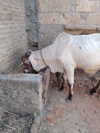 થંબનેલ 3