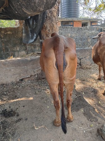 ગાય વેચવાની છે