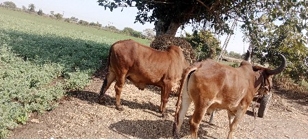 થંબનેલ 3