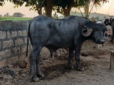 પાડો વેચવાનો છે