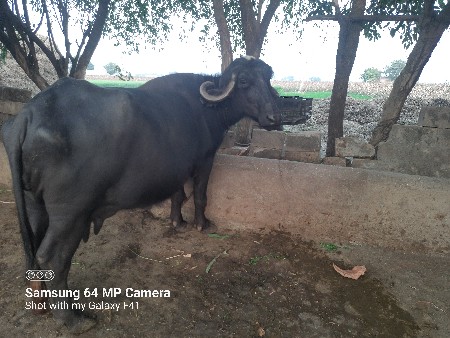 ભેંશ વેચવાની છે