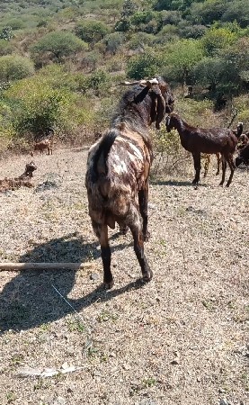 થંબનેલ 2