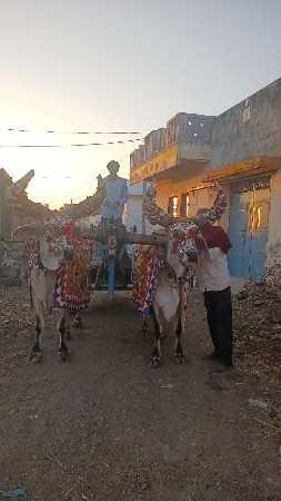 બળદ વેચવાના છે