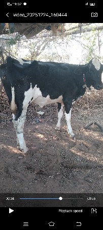 એચ.એફ જસી ઓડકી