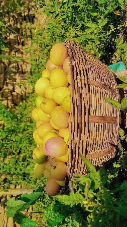 थंबनेल 3