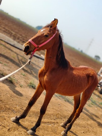 વેચવા નો છે