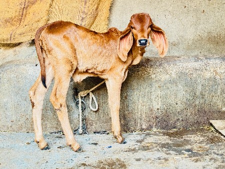 સોનકપીલા ગાય વેચવાની છે