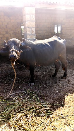 પહેલ  વેતરી વેચવાની છે