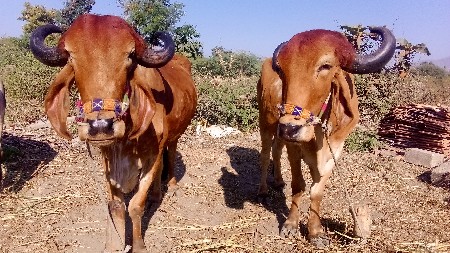 બળદ સાવ સોજા  છે