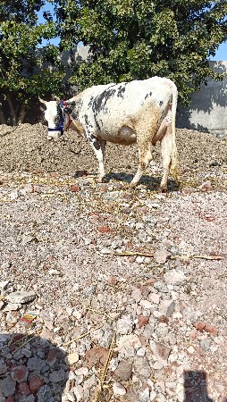 थंबनेल 2