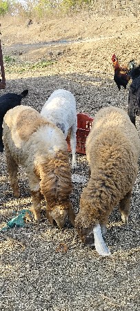 ઘેટા વેચવાનાછે