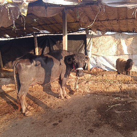 थंबनेल 3