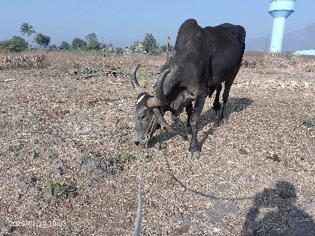 13000 રૂપિયા કિંમત