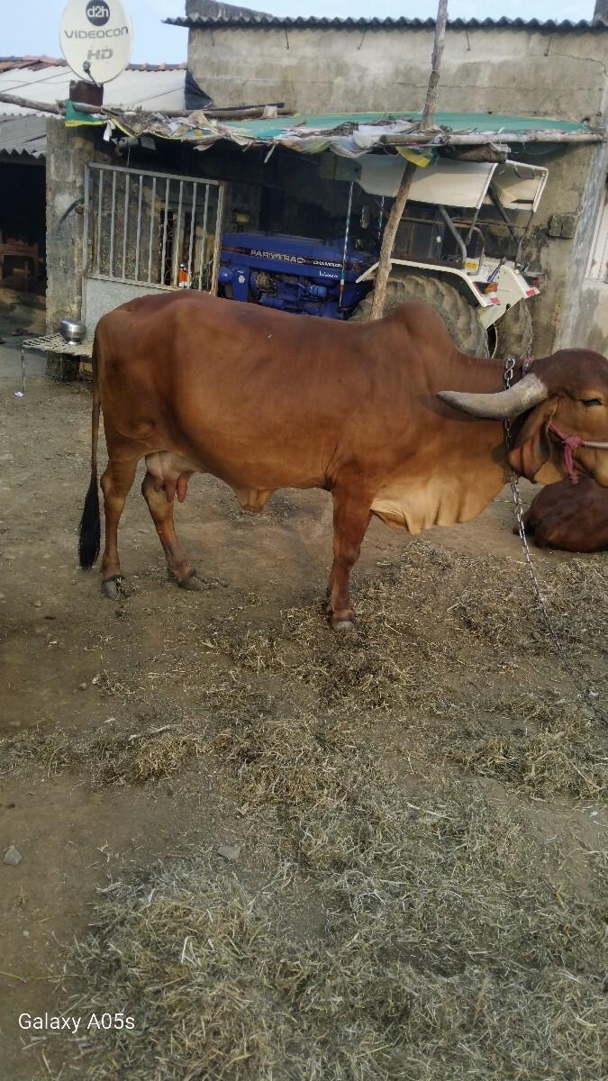 थंबनेल 3